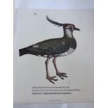 Oiseaux Exotiques Folder containing four large prints and a selection of smaller ones.