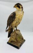 Taxidermy: A mounted Bird of Prey. All proceeds from the sale of this item go to supporting Thames