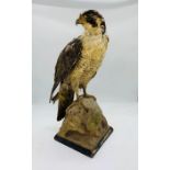 Taxidermy: A mounted Bird of Prey. All proceeds from the sale of this item go to supporting Thames