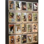 An Album of Cigarette Cards to include Gallaher Ltd ' Dogs' Series 1 & 2, John Player & Sons '