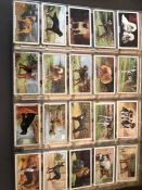 An Album of Cigarette Cards to include Gallaher Ltd ' Dogs' Series 1 & 2, John Player & Sons '