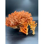 A Coral specimen (H15cm W23cm)