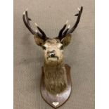 A highland mounted stag "Inverinan 1950" (60cm plate to nose, 70cm top of horn to base of horn, 65cm