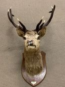 A highland mounted stag "Inverinan 1950" (60cm plate to nose, 70cm top of horn to base of horn, 65cm