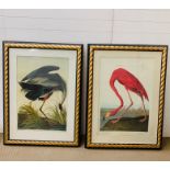 Two Large Framed Prints Great Blue Heron and American Flamingo (92cm x 127cm)