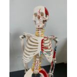 A Desktop Medical skeleton (H 83 cm x W 20 cm x D 20 cm)