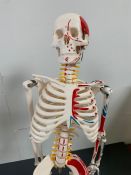 A Desktop Medical skeleton (H 83 cm x W 20 cm x D 20 cm)