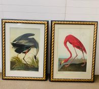 Two Large Framed Prints Great Blue Heron and American Flamingo (92cm x 127cm)