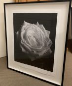 A Limited edition photograph 1/7 of a Rose (100 cm x 86cm)