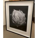 A Limited edition photograph 1/7 of a Rose (100 cm x 86cm)