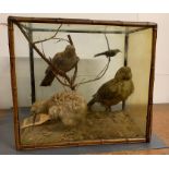 A Cased set of Taxidermy AF to include a New Zealand Kakapo, Northern Brown Kiwi and a New Zealand