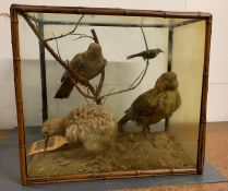 A Cased set of Taxidermy AF to include a New Zealand Kakapo, Northern Brown Kiwi and a New Zealand
