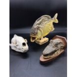 Three items of Taxidermy to include a skull and a piranha.
