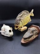 Three items of Taxidermy to include a skull and a piranha.