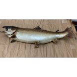 Salmon taxidermy