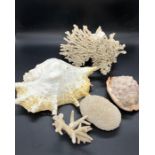 A selection of shells and coral