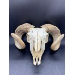 Ram sheep skull with horns, taxidermy