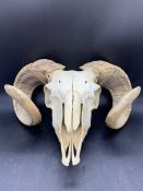 Ram sheep skull with horns, taxidermy