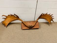 A Mounted set of Moose Horns