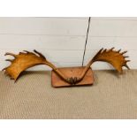 A Mounted set of Moose Horns