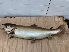 Salmon on mounted, taxidermy. "Caught on the Tweed" 1988 by C.J Russell 285ibs