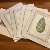 A set of six antique botany prints, four of them after 'Beautiful Leaved Plants' by E.J. Lowe and W.