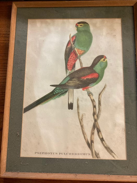 A group of prints depicting Cockatoos and Parrots, some after W.T. Cooper, glazed and framed, (55x37 - Image 6 of 7