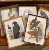 A group of prints depicting Cockatoos and Parrots, some after W.T. Cooper, glazed and framed, (55x37