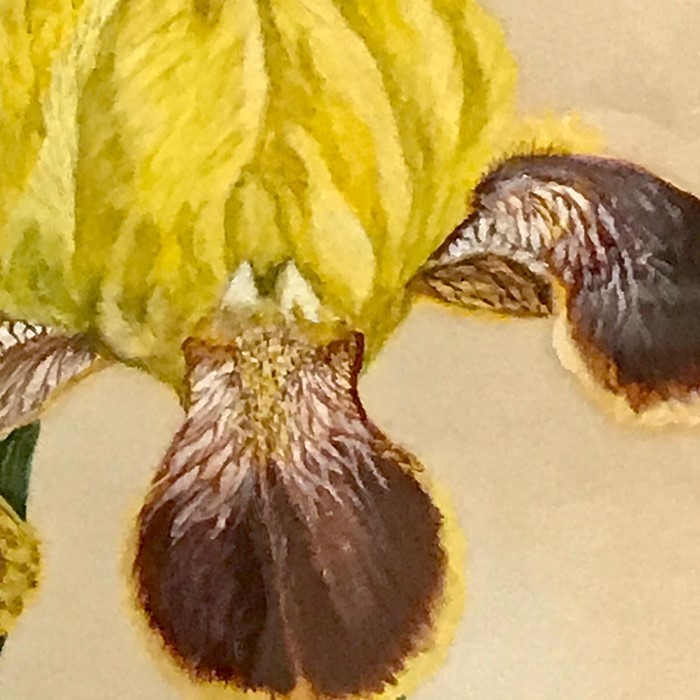 Nellie D. Speller (act. XX), "Orchids", signed with initials lower right, watercolour, framed and - Image 3 of 3