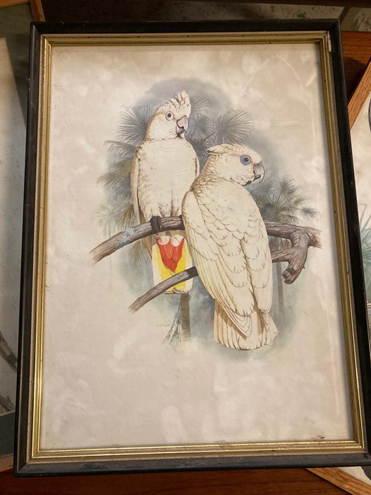 A group of prints depicting Cockatoos and Parrots, some after W.T. Cooper, glazed and framed, (55x37 - Image 4 of 7