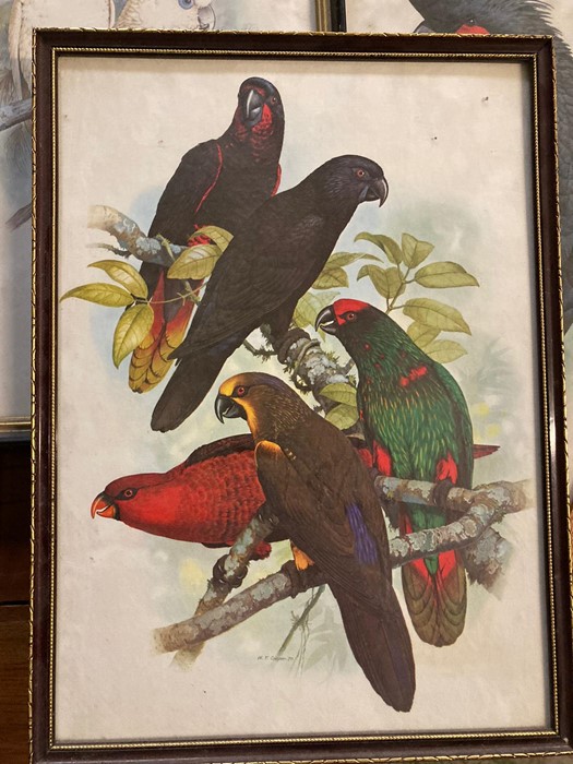 A group of prints depicting Cockatoos and Parrots, some after W.T. Cooper, glazed and framed, (55x37 - Image 3 of 7