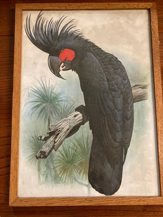 A group of prints depicting Cockatoos and Parrots, some after W.T. Cooper, glazed and framed, (55x37 - Image 5 of 7