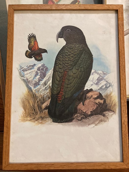 A group of prints depicting Cockatoos and Parrots, some after W.T. Cooper, glazed and framed, (55x37 - Image 2 of 7