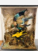 Taxidermy: Two songbirds in flight, case is as found no glass to front or sides.