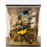 Taxidermy: Two songbirds in flight, case is as found no glass to front or sides.