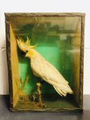 Taxidermy: A Cased Cockatoo