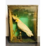 Taxidermy: A Cased Cockatoo