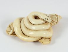 NETSUKE SCHLANGE, Elfenbein, hoch aufgerollt auf Blättern liegend und die Umgebung beobachtend, L