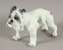 "BULLDOGGE", naturalistisch bemalt, H 12, Entwurf Fritz HEIDENREICH (sign.), ROSENTHAL, um 1960