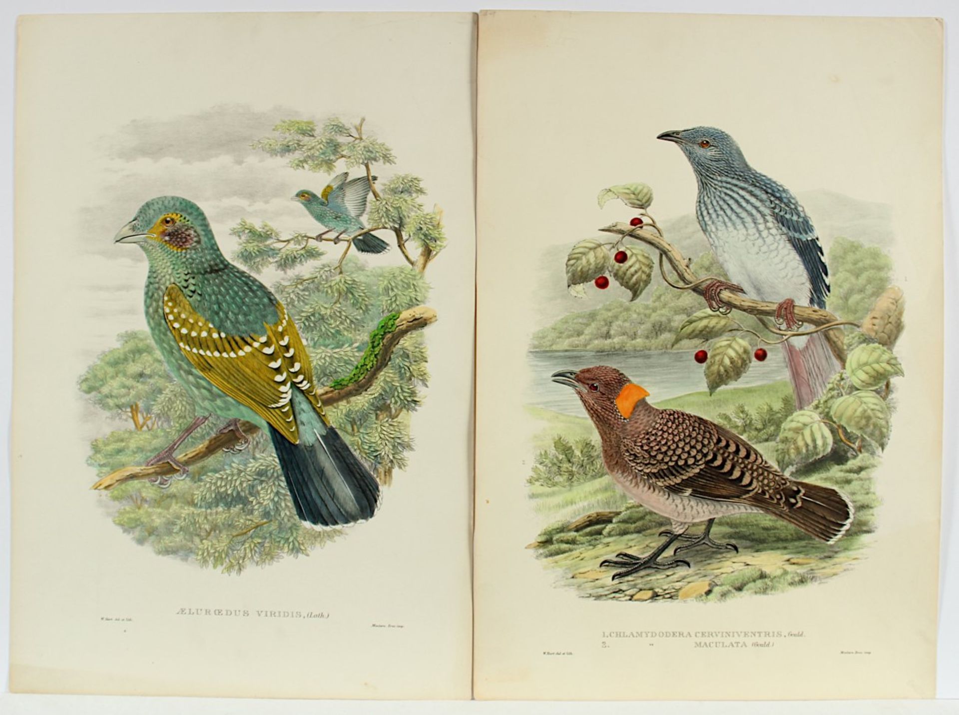 GOULD, John H. & William M. Hart, zwei Arbeiten, kolorierte Lithografien, ca. 40 x 30, 19.Jh.,