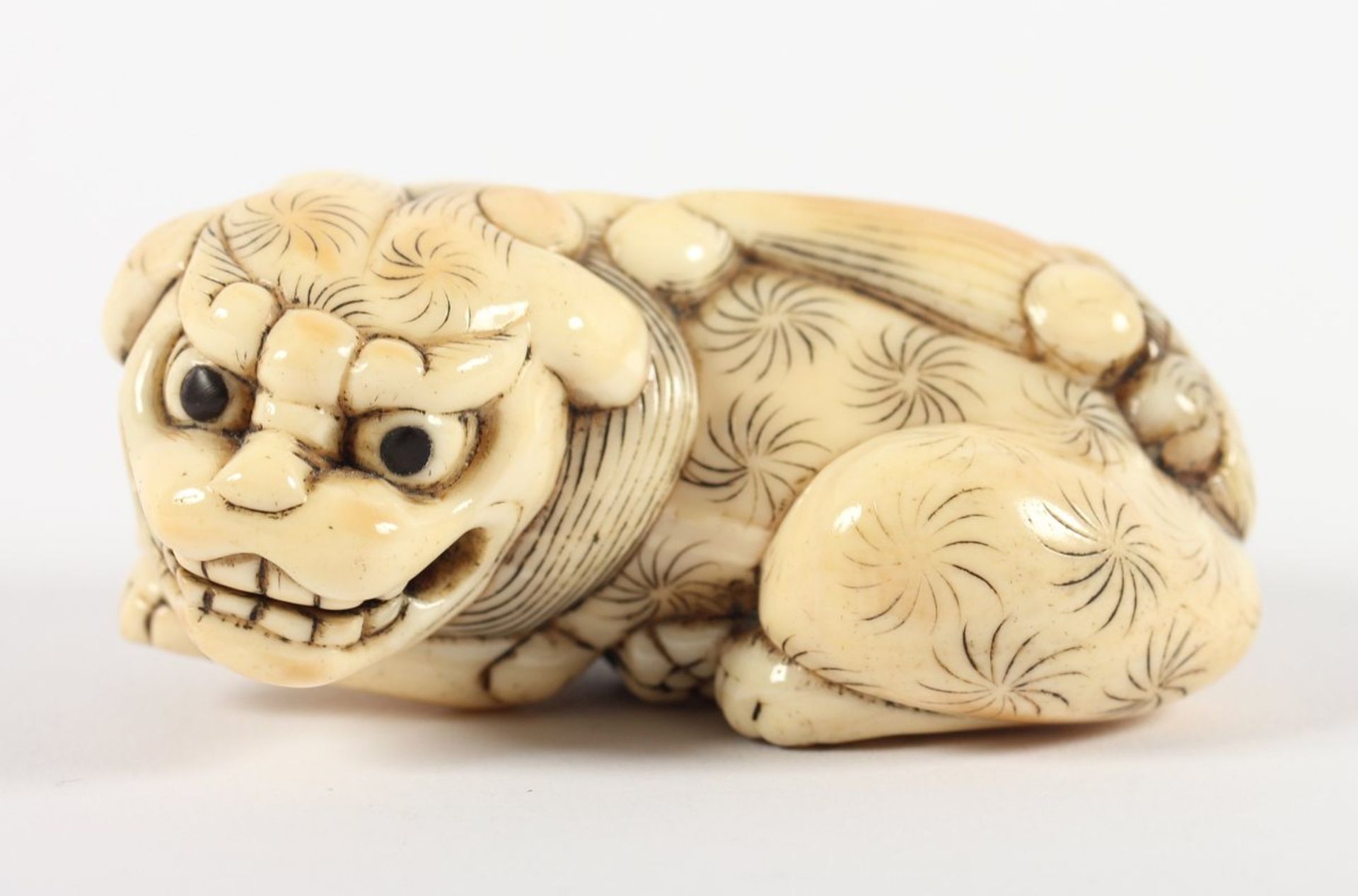 NETSUKE GROSSER LIEGENDER SHISHI, Elfenbein, Augen schwarzes Horn, der große liegende Löwe hat die