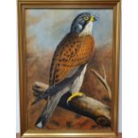 W Parkin oil on board, study of a hawk, framed, The painting measures 34 x 24 cm