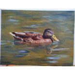 Ray Greenfield (Inverness, Scotland, died 2016) oil on canvas, "Mallard on water", unframed, 30 x 40