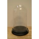 Glass dome on wooden base 31 high by 19cm wide