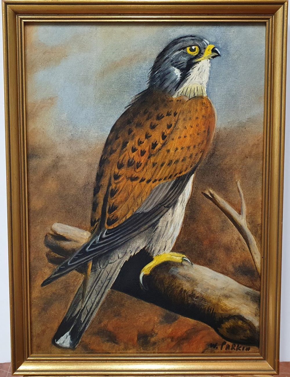 W Parkin oil on board, study of a hawk, framed, The painting measures 34 x 24 cm