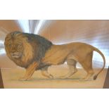 William Finch 1970s modern etched Lion before silvered rayed back-ground, signed, framed, The