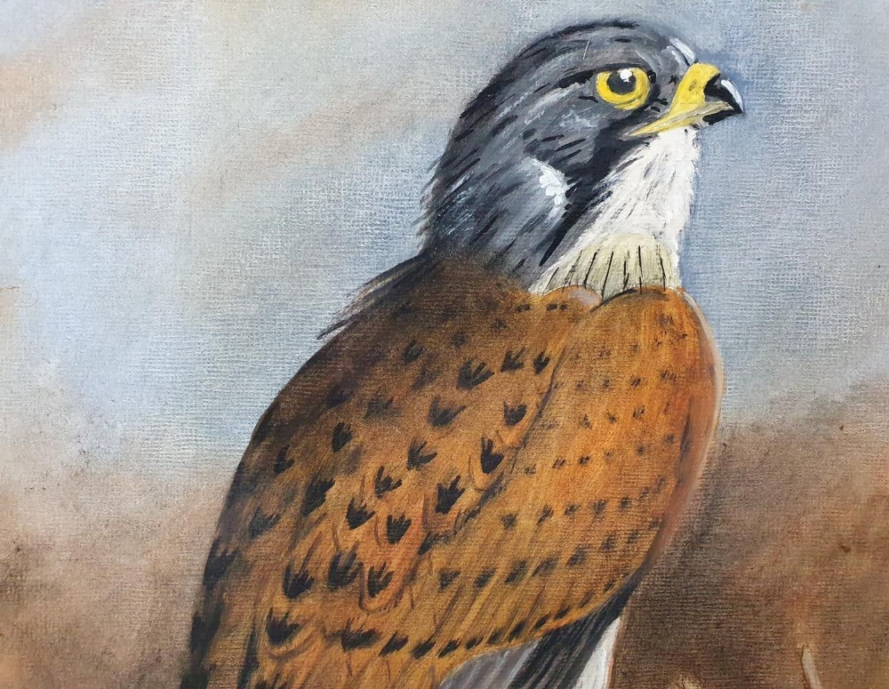 W Parkin oil on board, study of a hawk, framed, The painting measures 34 x 24 cm - Image 2 of 4