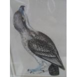 William LEWIN (c.1720-1795) 1793 coloured engraving "Osprey", framed, The print measures 19 x 15 cm