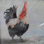 Nicky Harris watercolour "A Sussex Cockerel" in black frame, labels verso, The w/c measures 22 x
