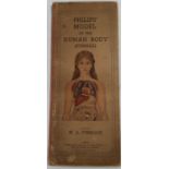 Philips', model of the human body (Female)